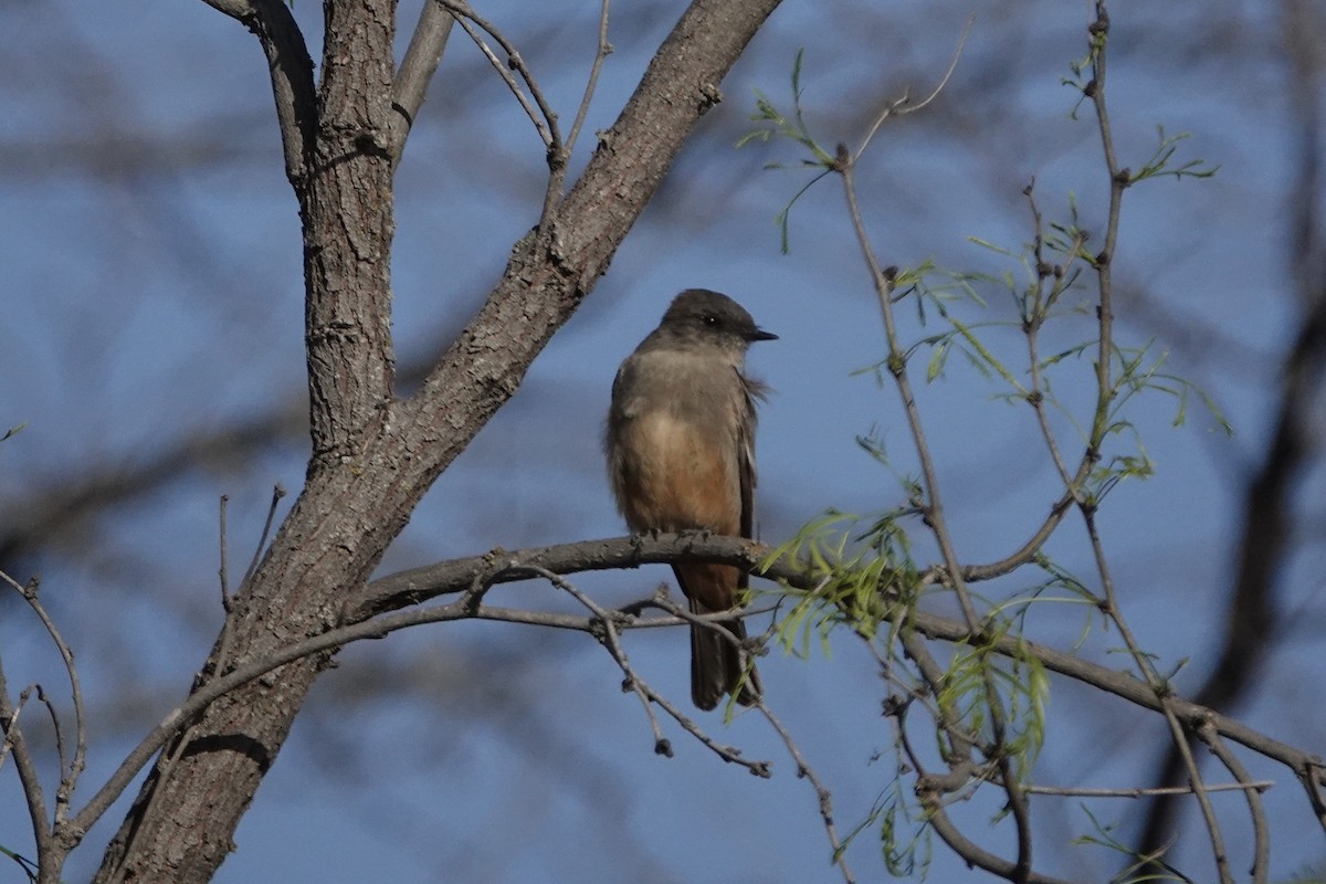 Say's Phoebe - ML632614885