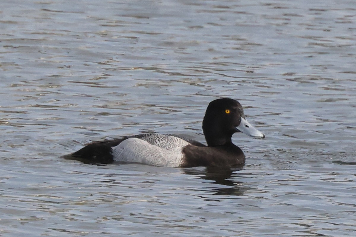 Lesser Scaup - ML632614891