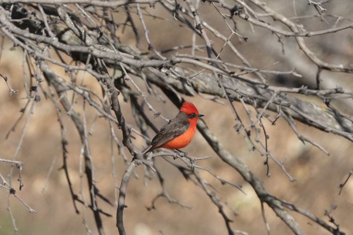 Vermilion Flycatcher - ML632614892