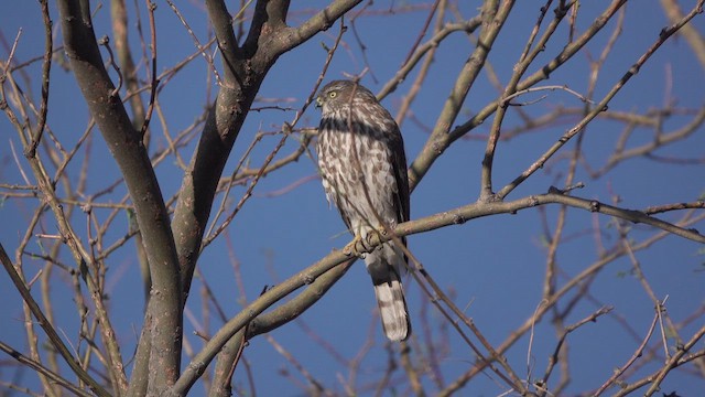 Sharp-shinned Hawk - ML632615031