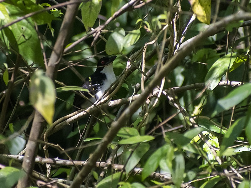 Great Antshrike - ML632615035