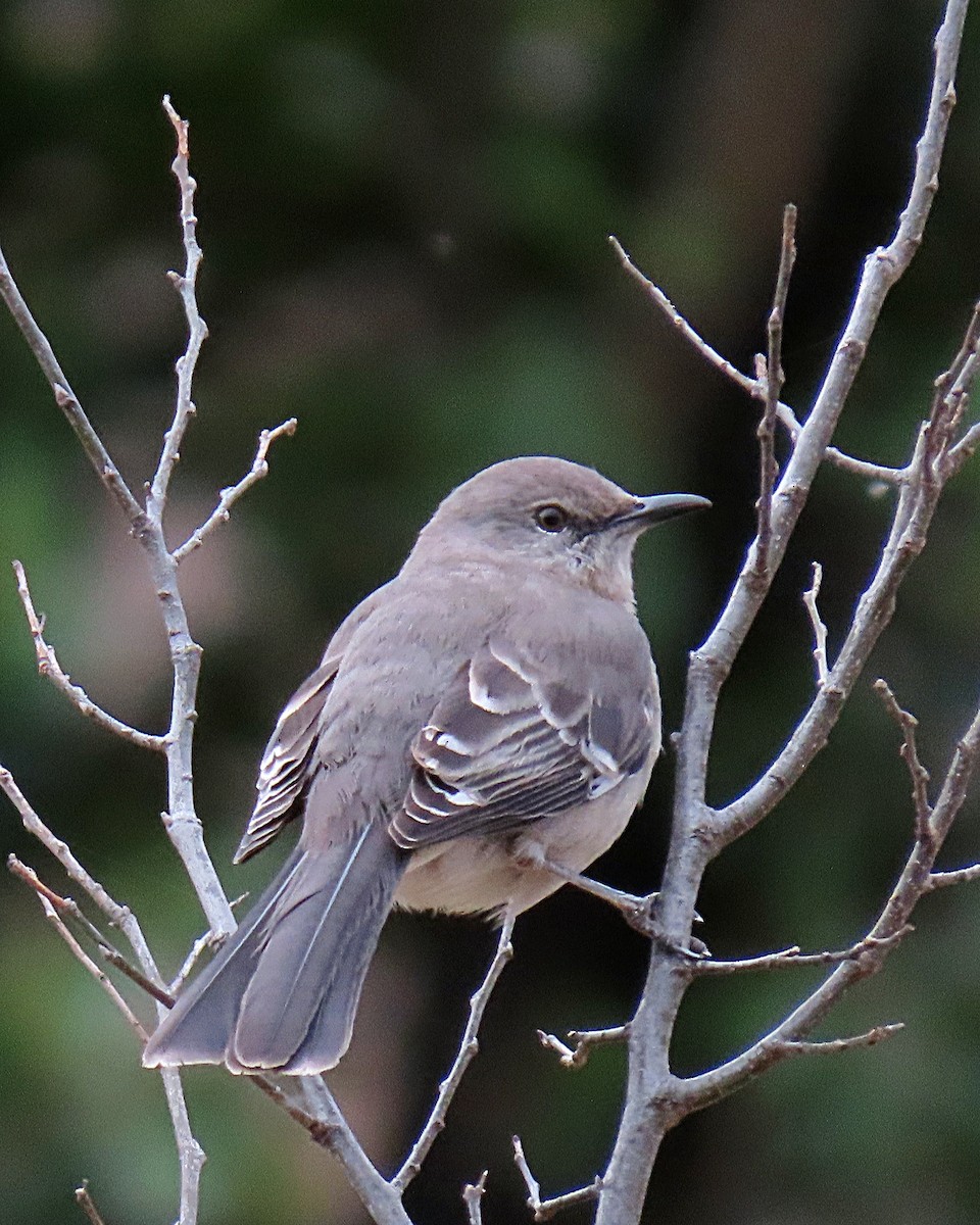 Northern Mockingbird - ML632615065