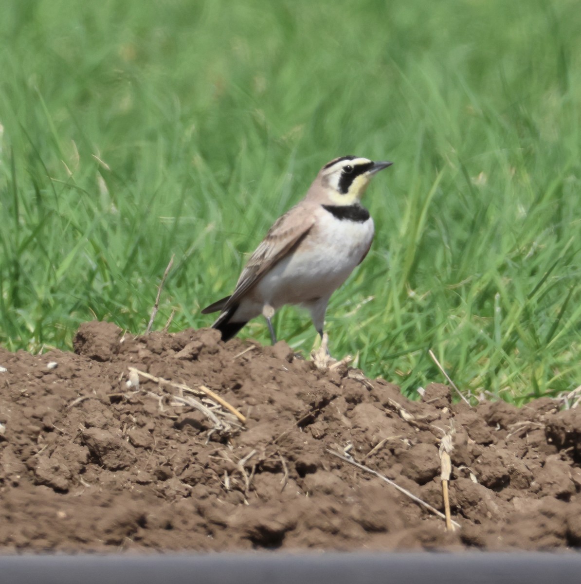 Horned Lark - ML632615074