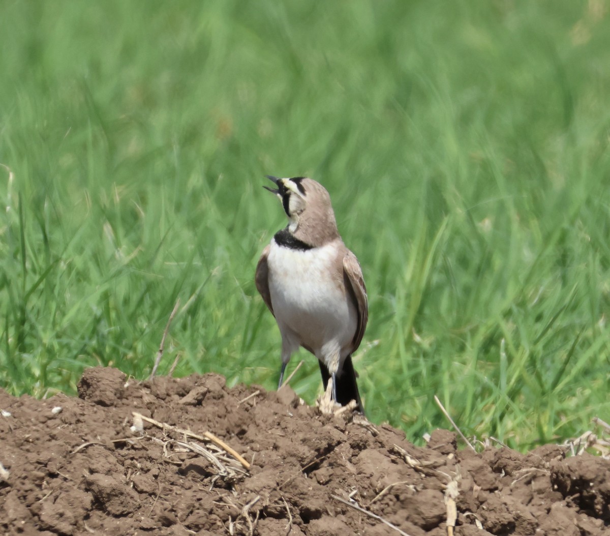 Horned Lark - ML632615075