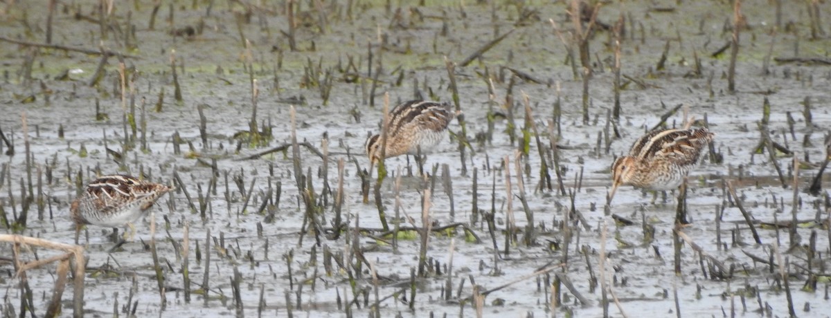 bekasina severoamerická - ML632615084
