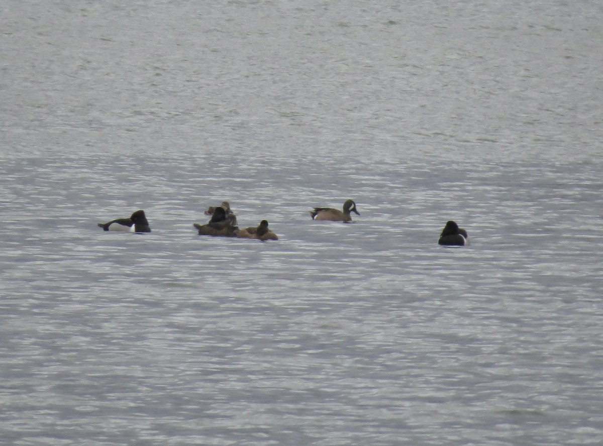 Blue-winged Teal - ML632615364