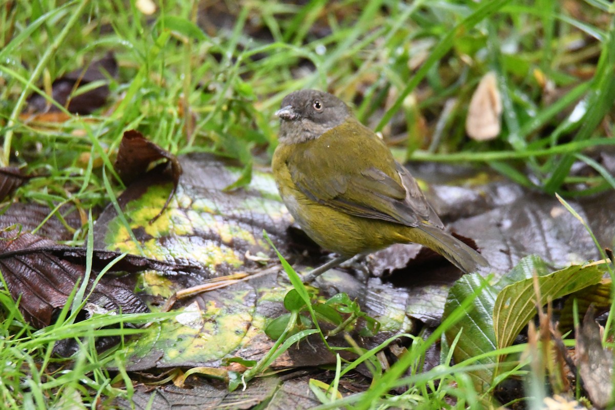 Common Chlorospingus (Northern Andes) - ML632615422