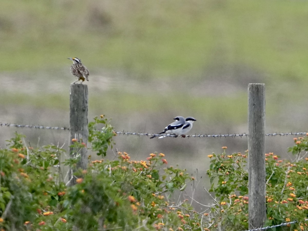 Loggerhead Shrike - ML632615514