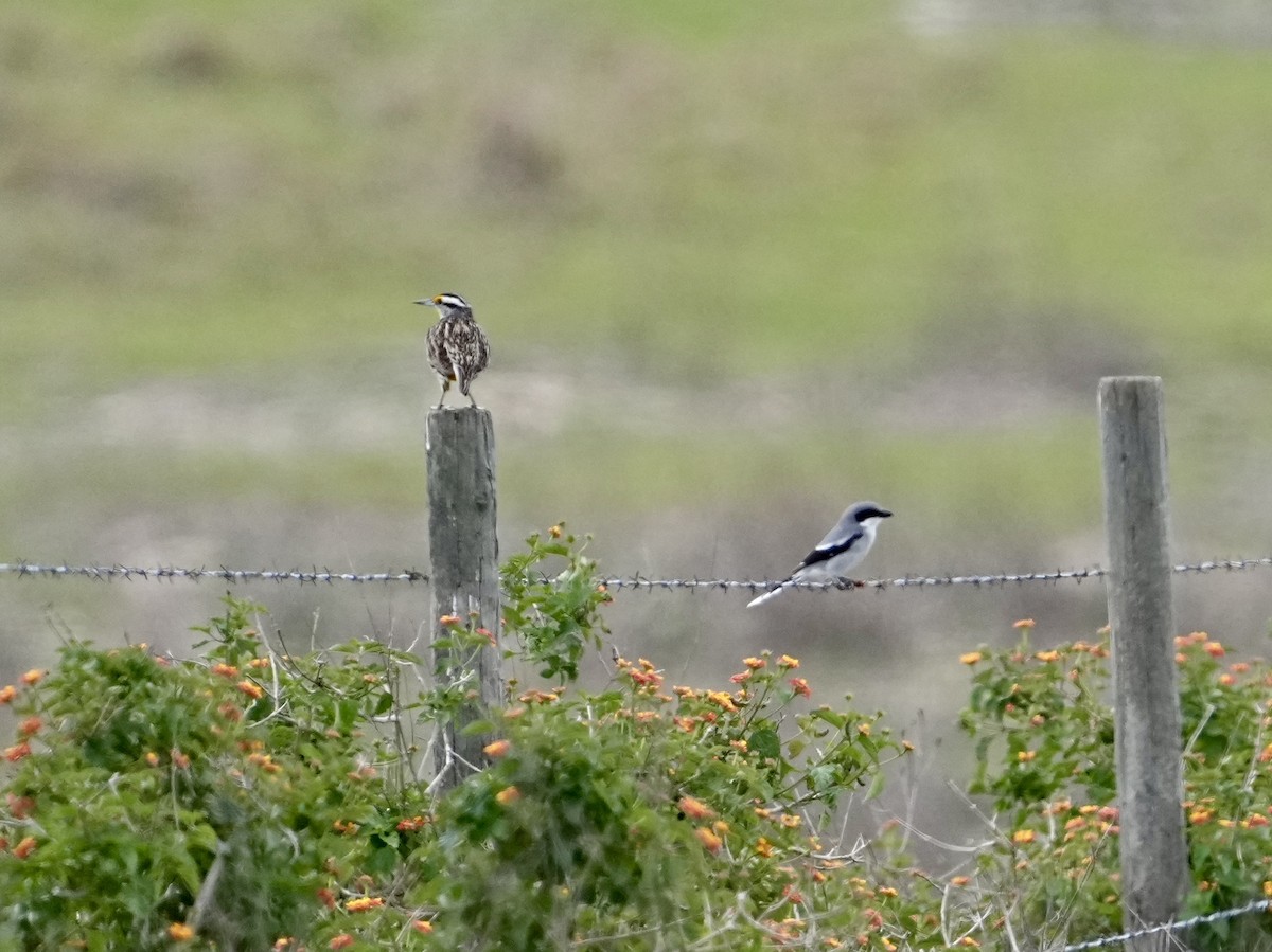 Loggerhead Shrike - ML632615515