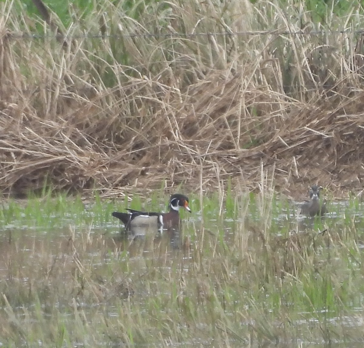 Wood Duck - ML632615599