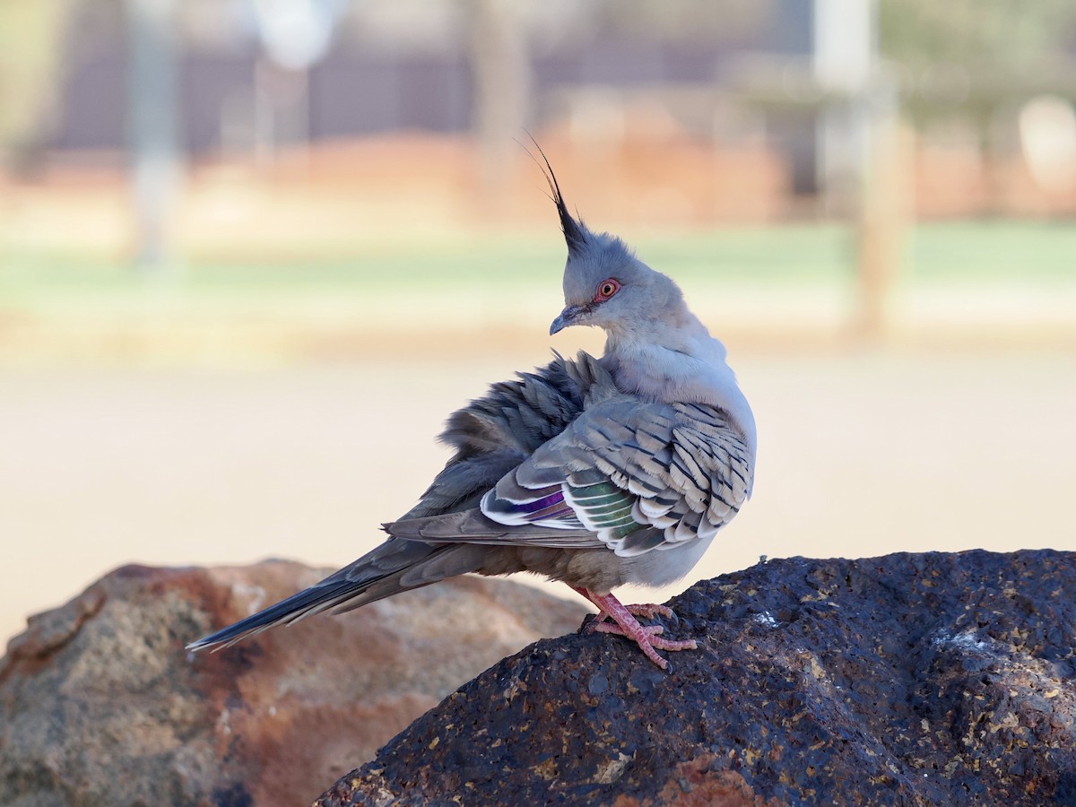 Crested Pigeon - ML632615713