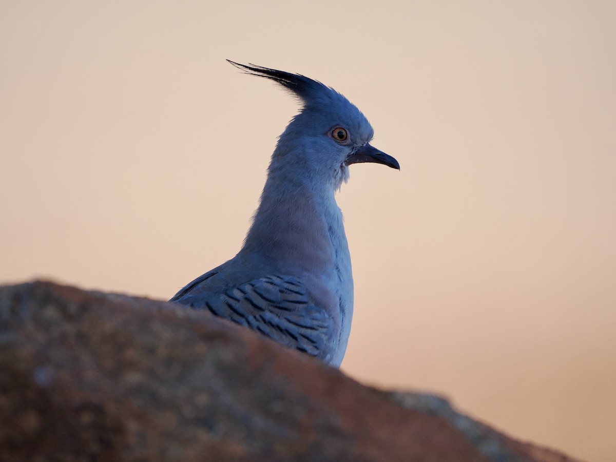Crested Pigeon - ML632615714