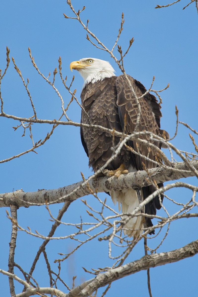 Bald Eagle - ML632615796