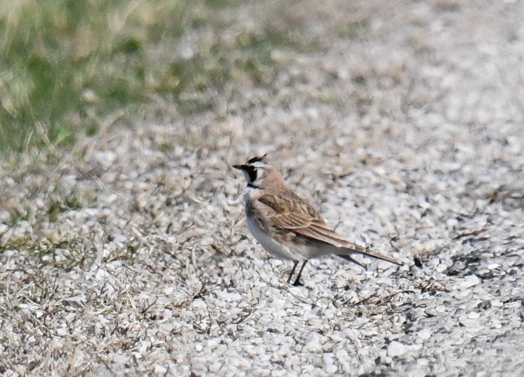 Horned Lark - ML632615940