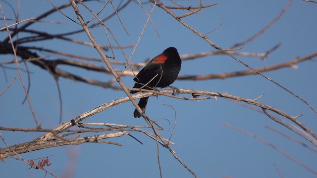 Red-winged Blackbird - ML632615969