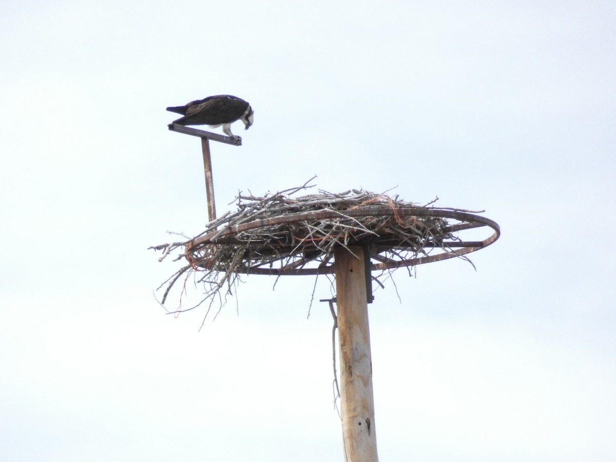 Osprey - ML632615972