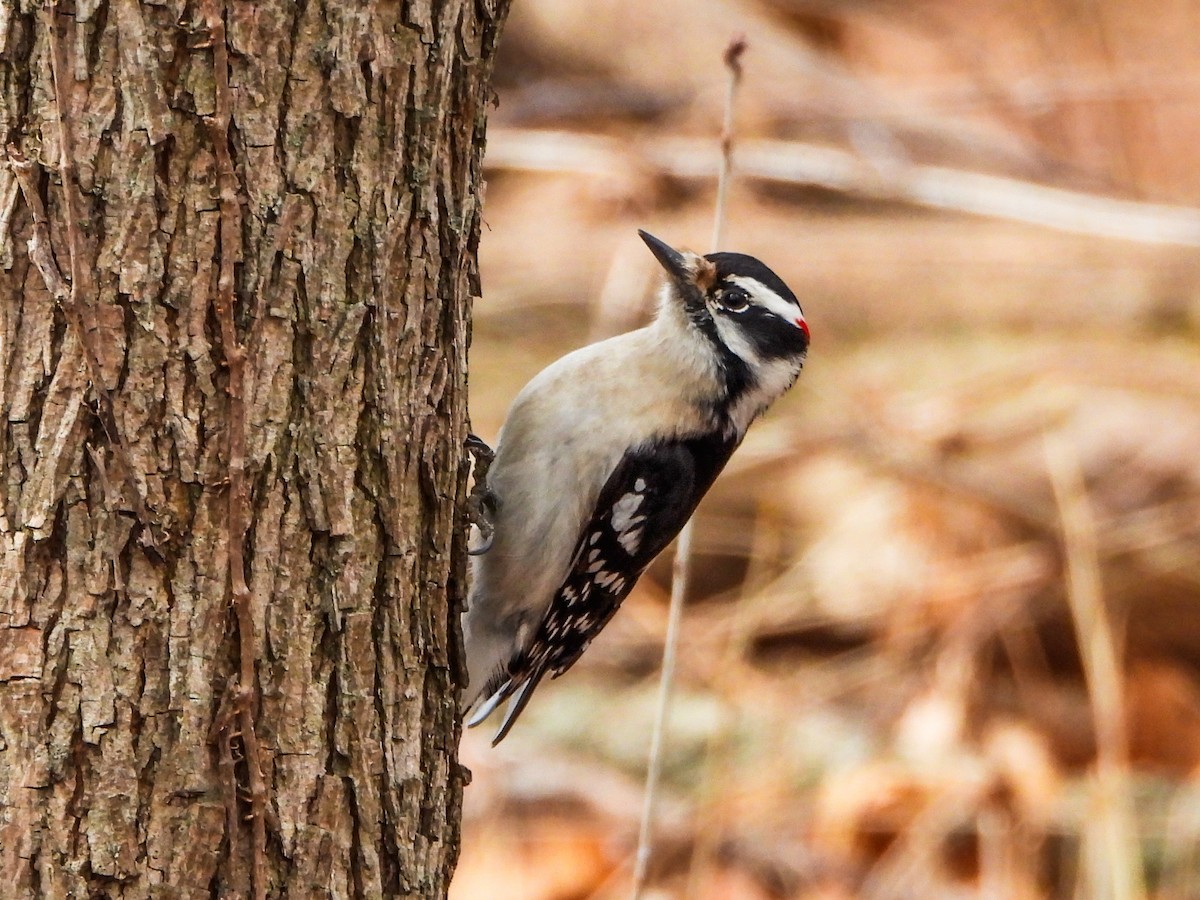 Downy Woodpecker - ML632616032