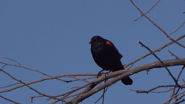 Red-winged Blackbird - ML632616054