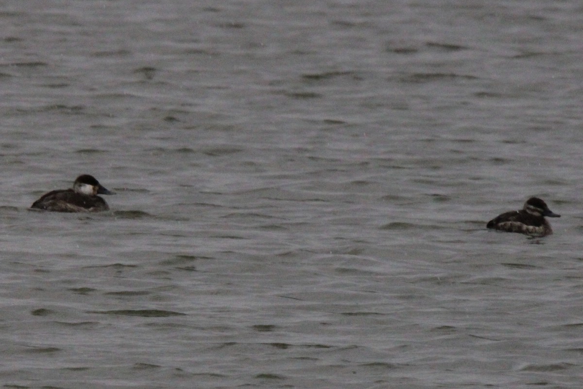 Ruddy Duck - ML632616142