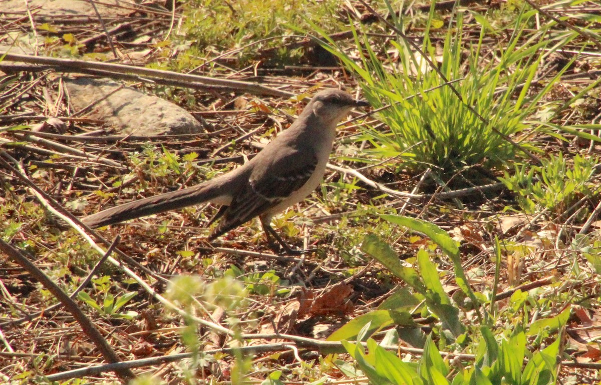 Northern Mockingbird - ML632616149