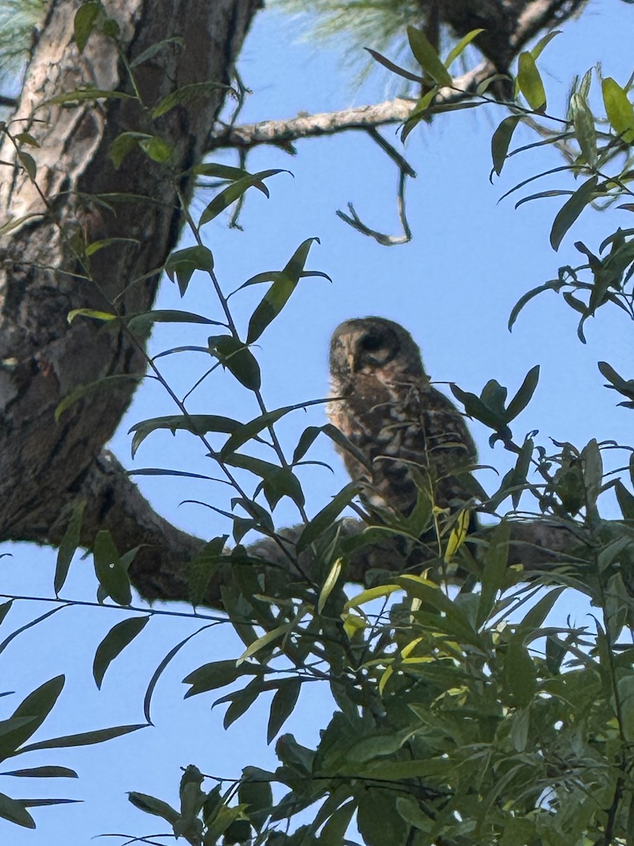Barred Owl - ML632616343