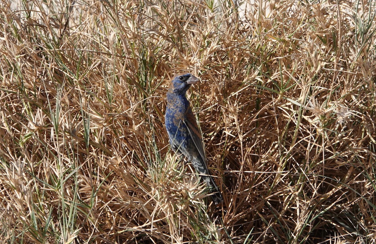 Blue Grosbeak - ML632616394