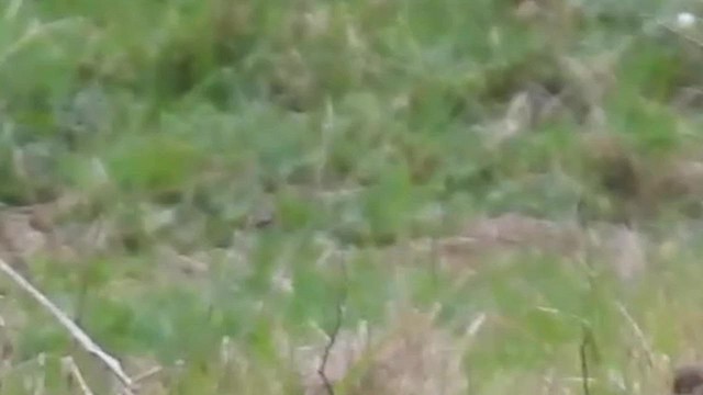 Amur Stonechat - ML632616431