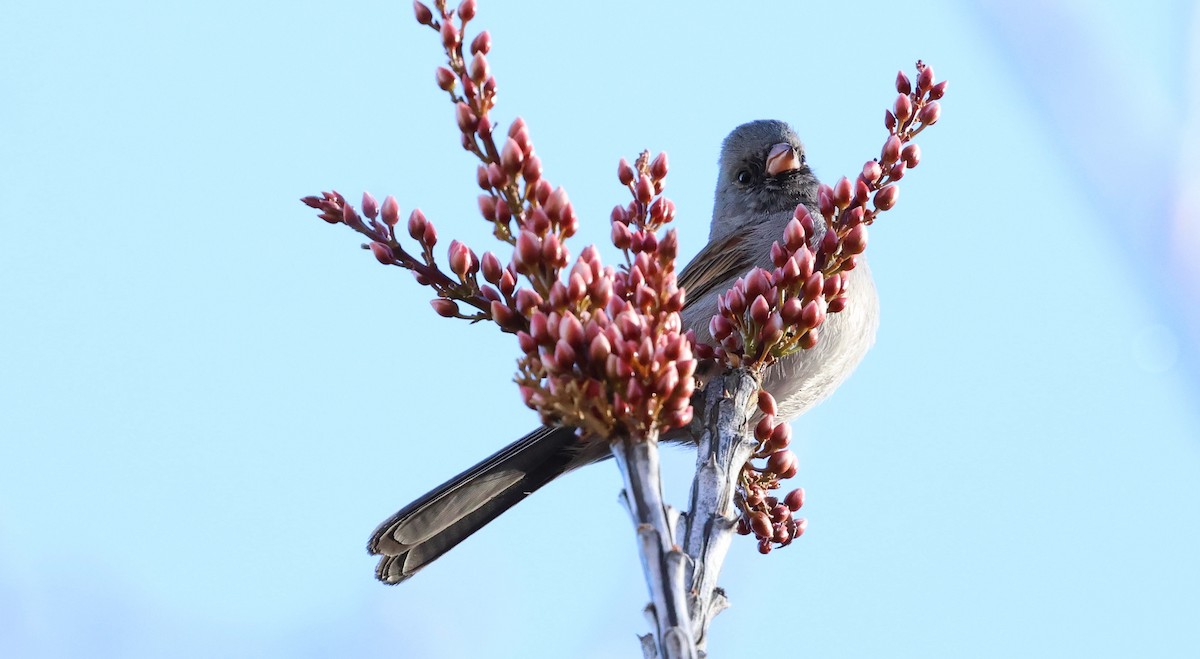 Black-chinned Sparrow - ML632616433