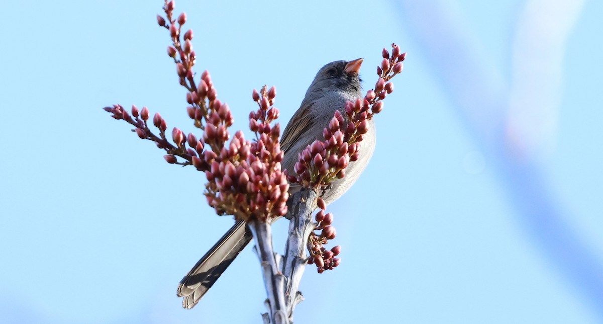 Black-chinned Sparrow - ML632616434