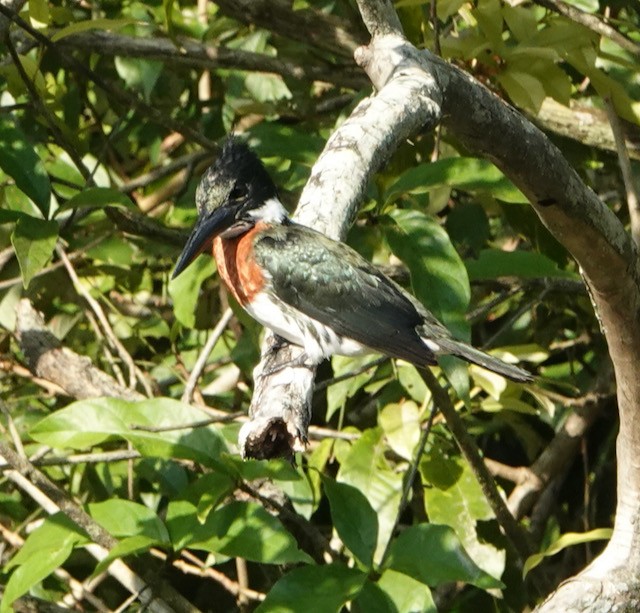 Amazon Kingfisher - Nancy Henke