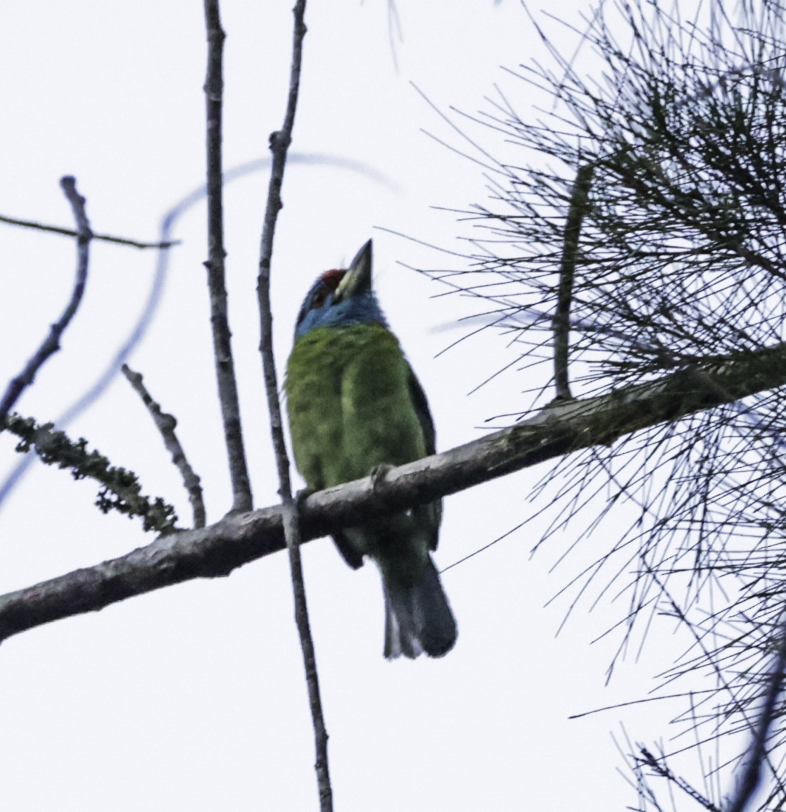 Blue-throated Barbet - ML632616468