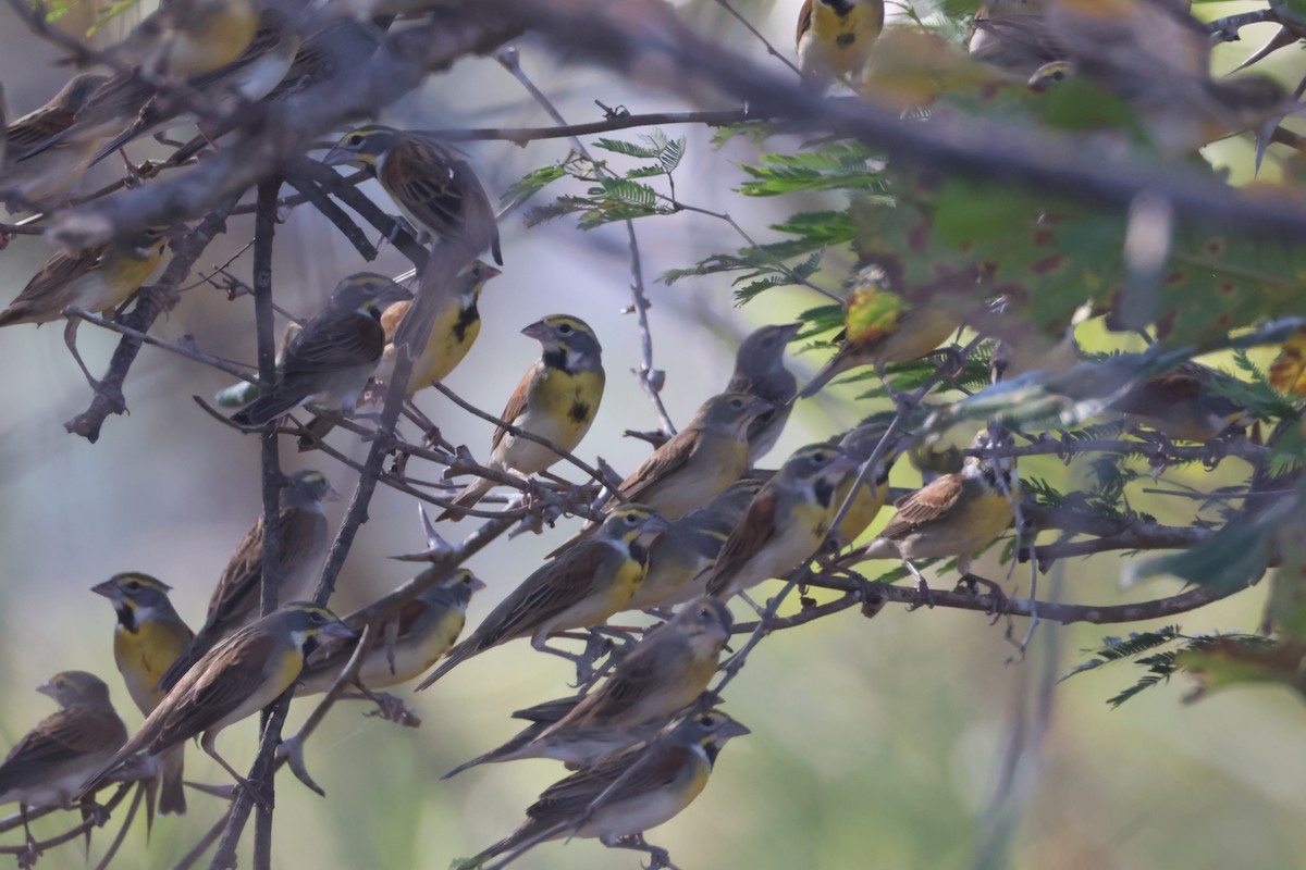Dickcissel - ML632616471