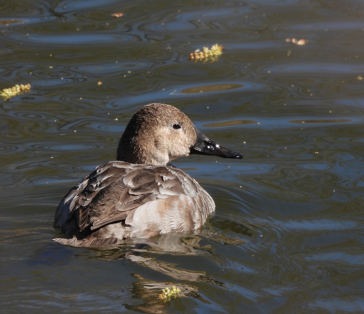 Canvasback - ML632616499