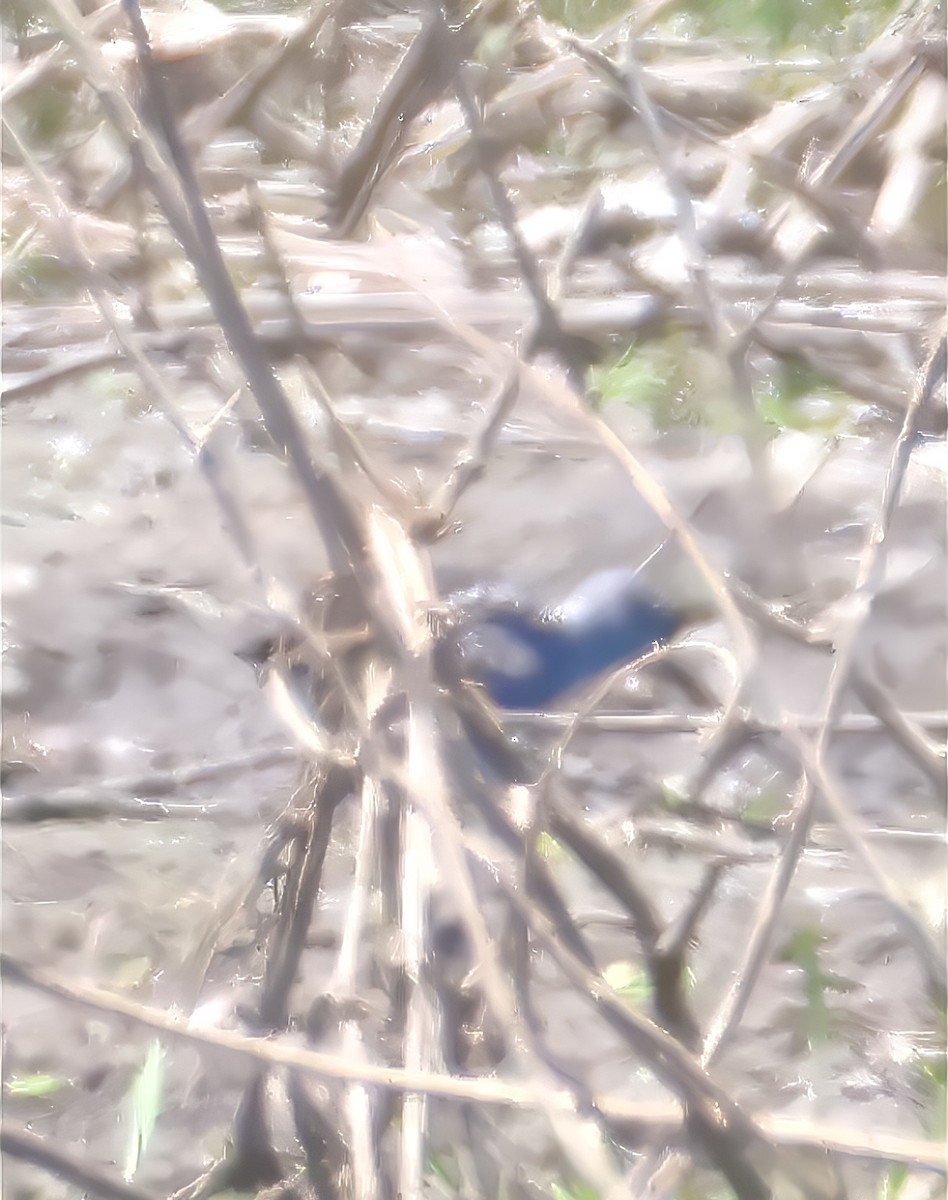 Paint-billed Crake - ML632616556