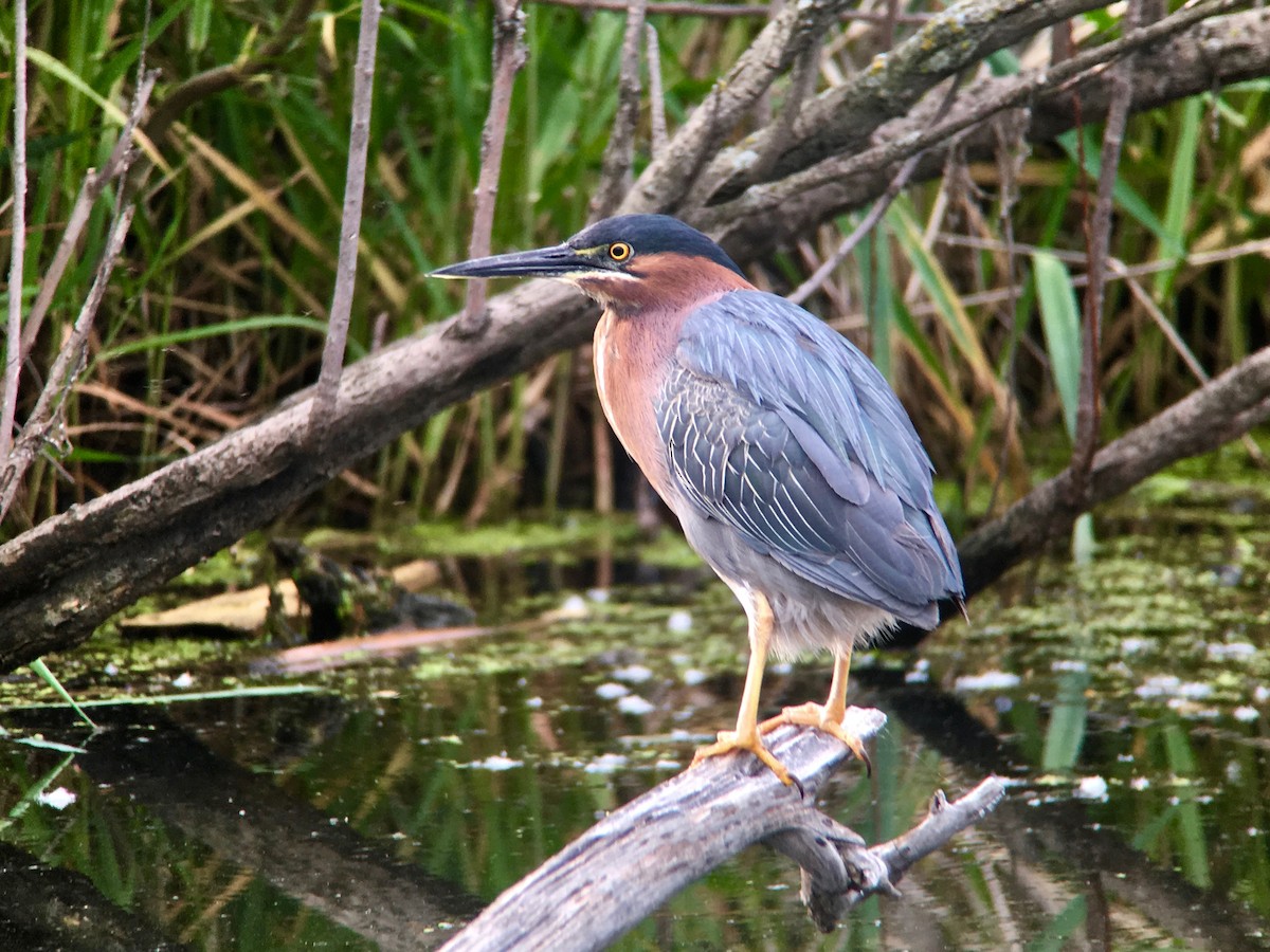 Green Heron - Sharon Stiteler