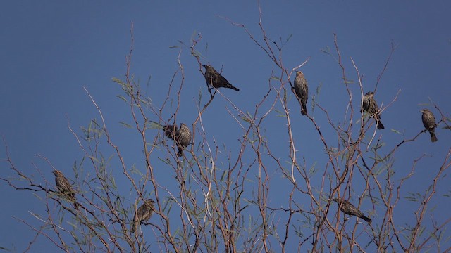 Red-winged Blackbird - ML632616626