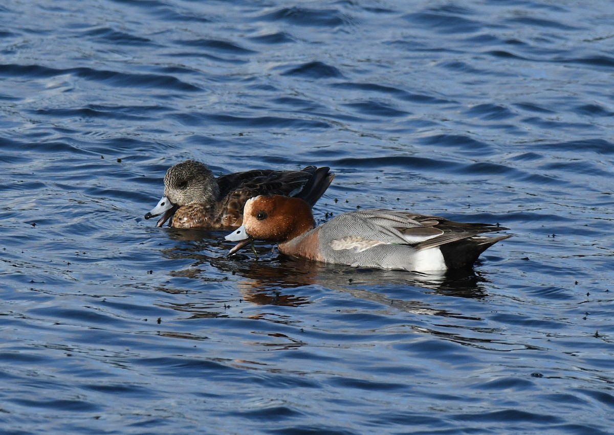 Canard siffleur - ML632616724