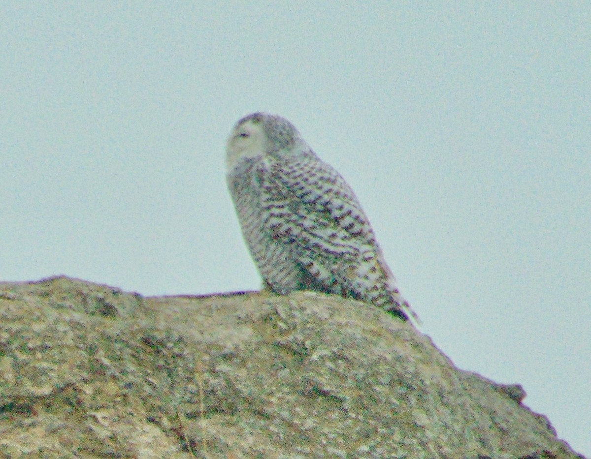 Snowy Owl - ML632616727