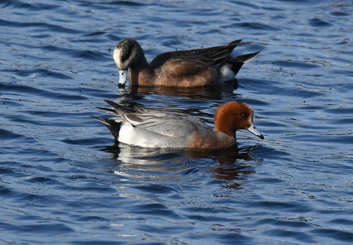 Canard siffleur - ML632616730