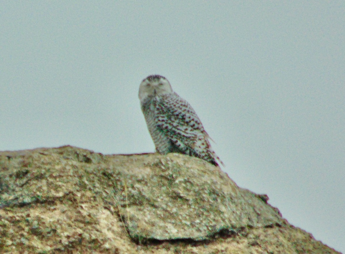 Snowy Owl - ML632616734