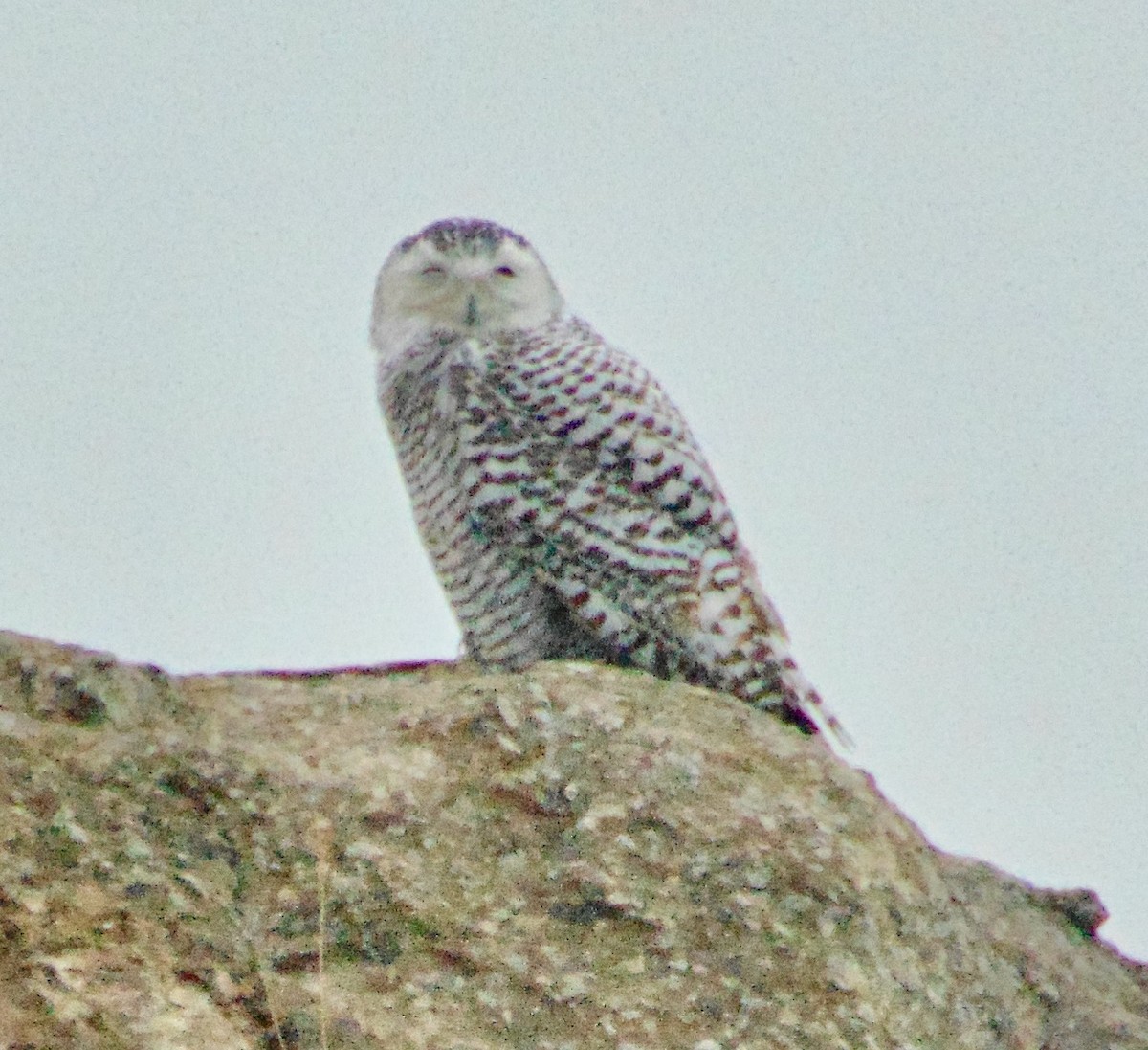 Snowy Owl - ML632616740