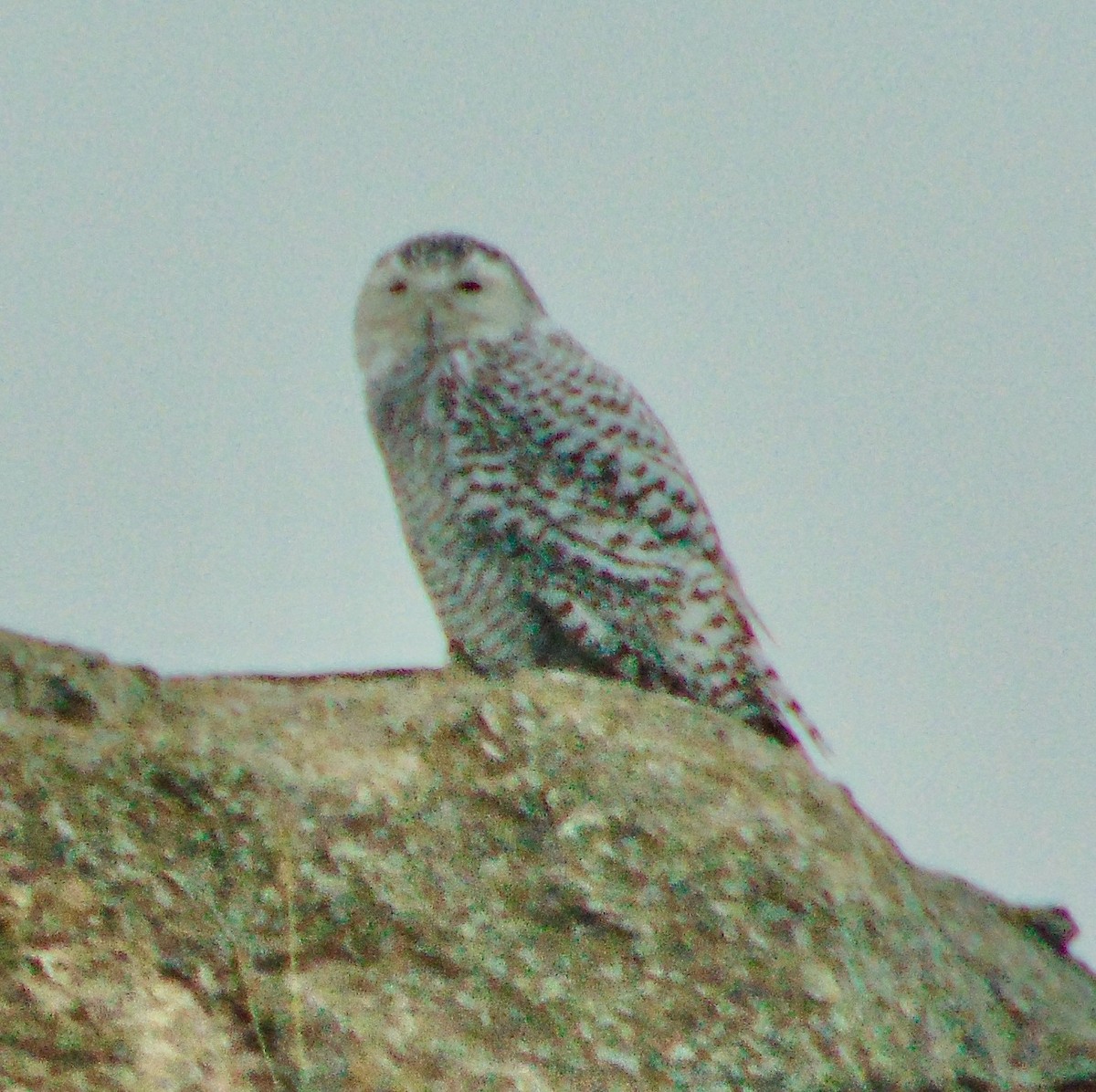 Snowy Owl - ML632616744
