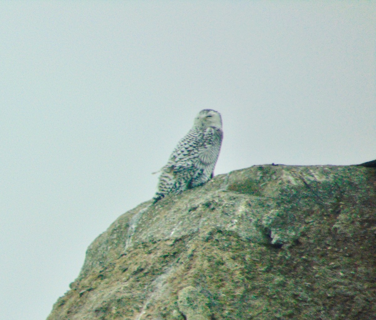 Snowy Owl - ML632616751