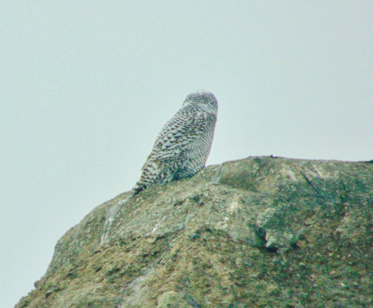 Snowy Owl - ML632616765