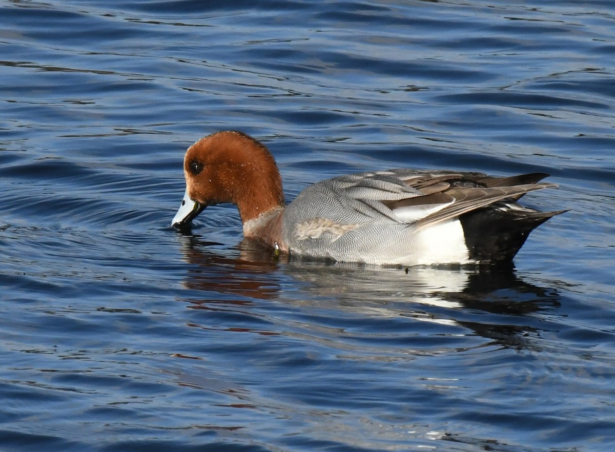 Canard siffleur - ML632616768