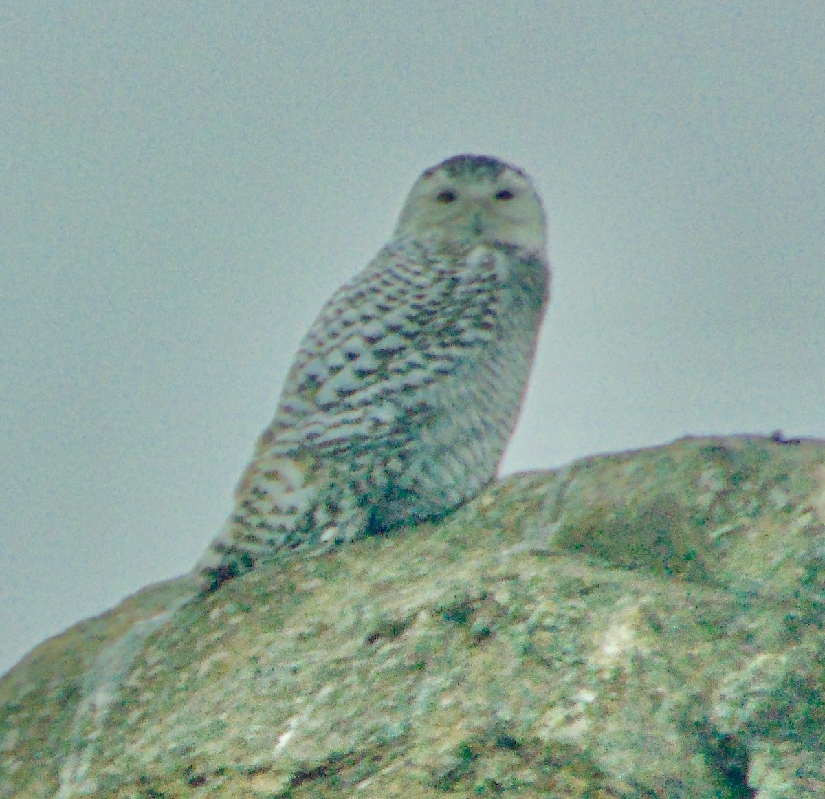 Snowy Owl - ML632616770