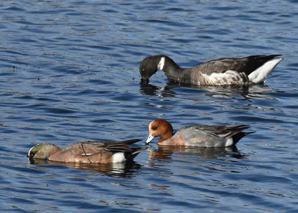 Canard siffleur - ML632616785