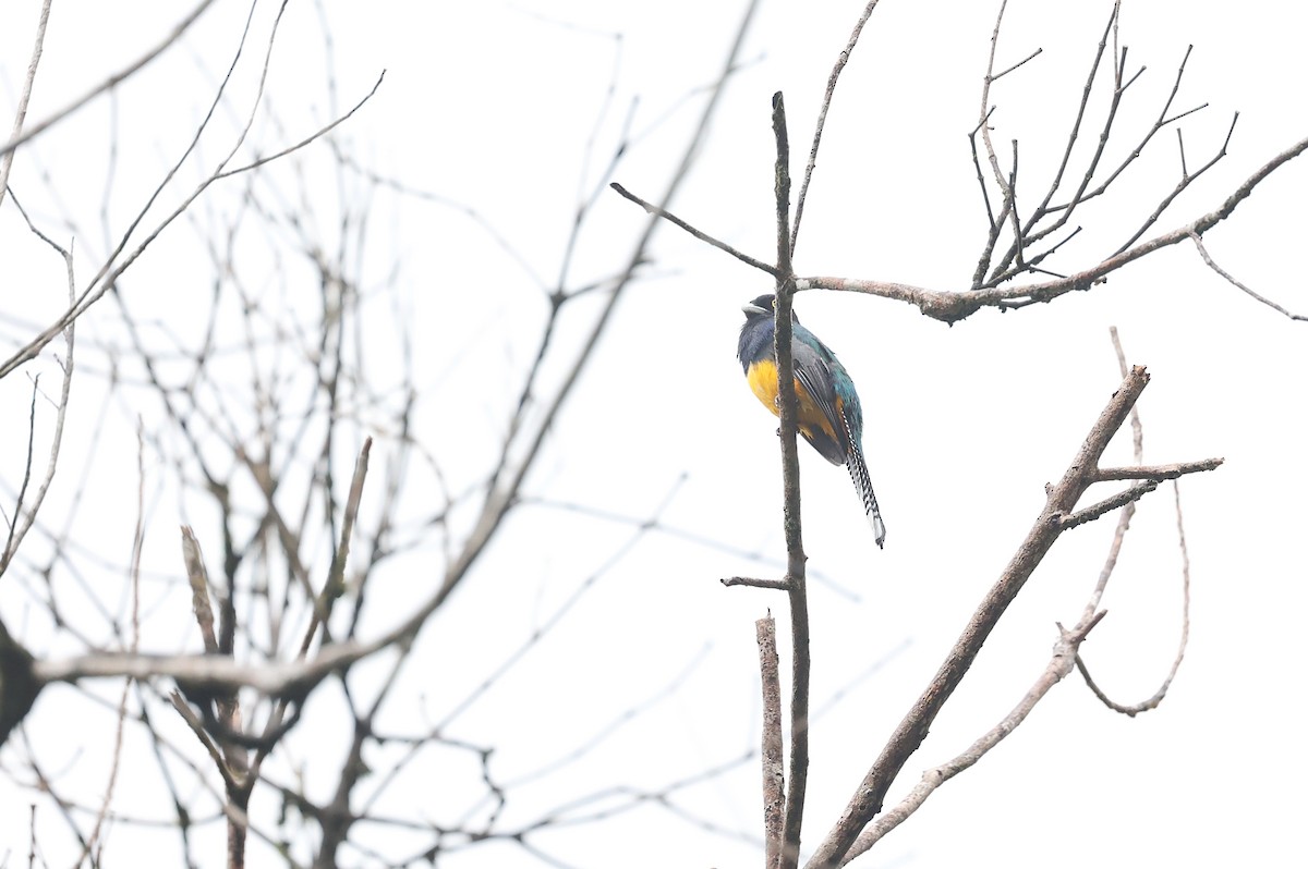 Guianan Trogon - ML632616806