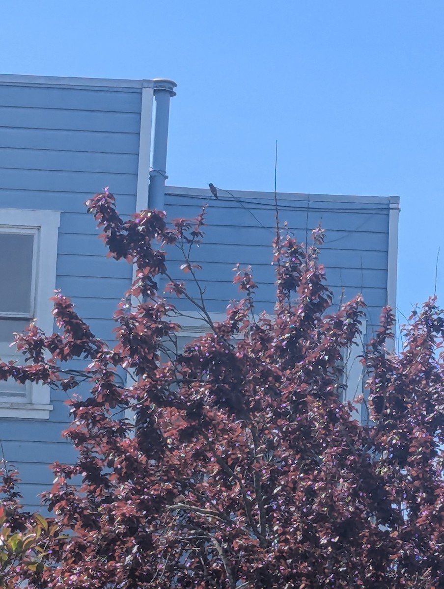 Allen's Hummingbird - ML632616820