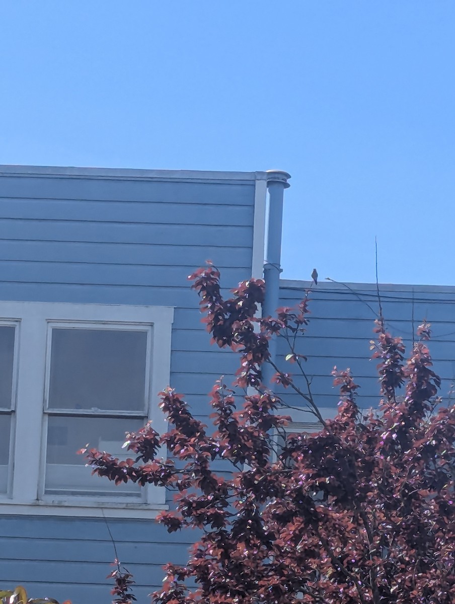 Allen's Hummingbird - ML632616821